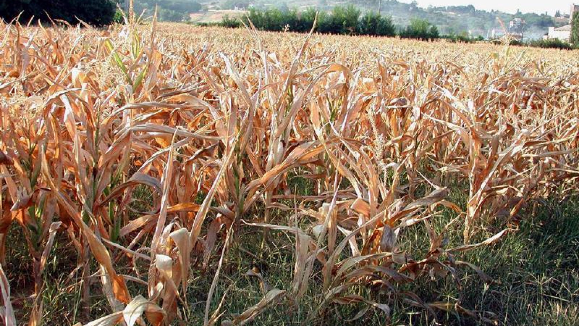 Caldo sopra le righe e zero precipitazioni a marzo: l'allarme di Coldiretti