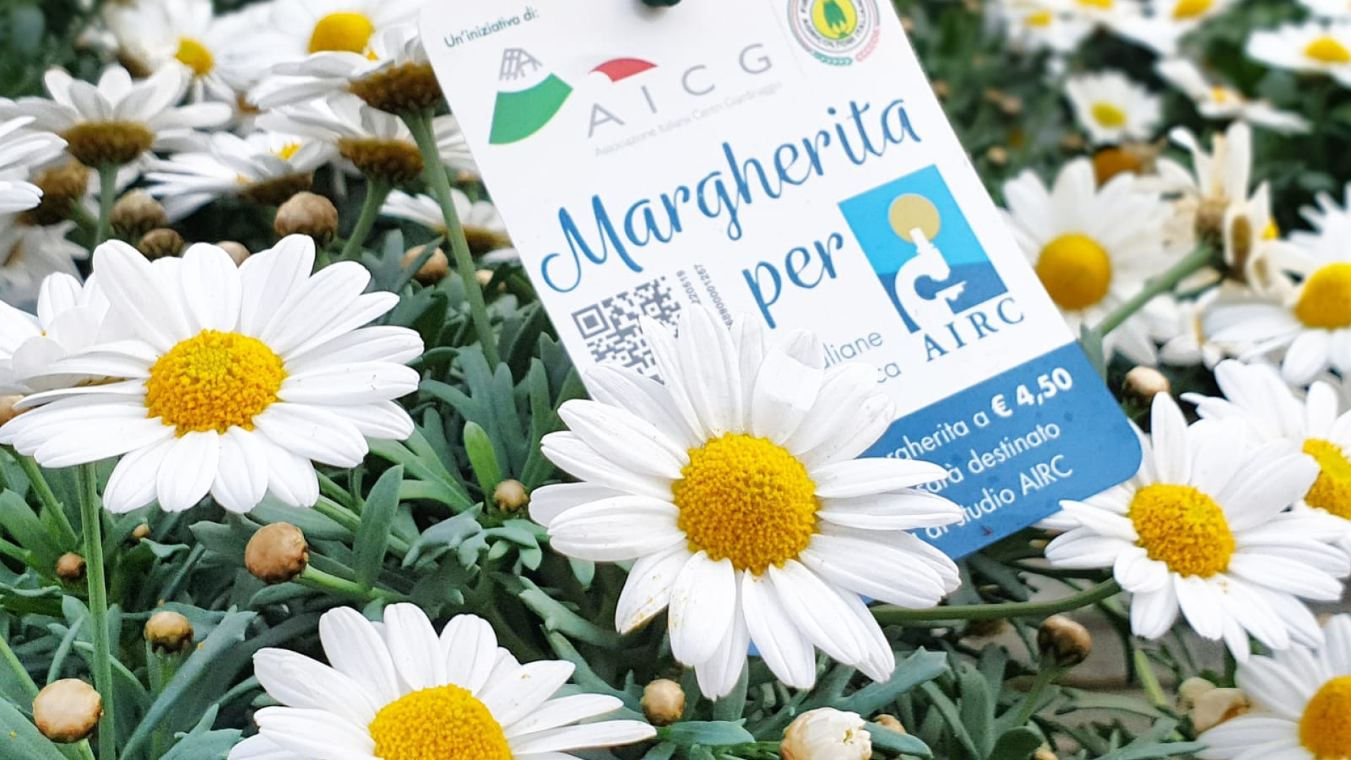 "Margherita per Airc" torna a Piacenza: un fiore per la ricerca sul cancro