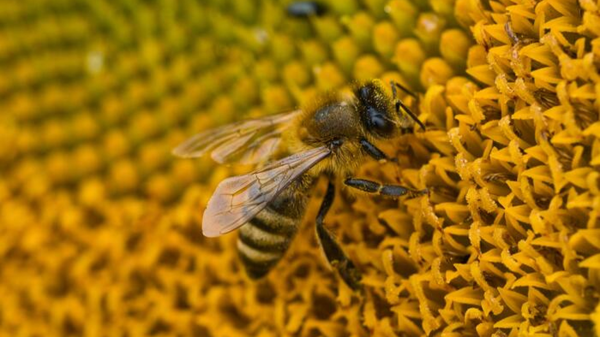 Api piacentine "catturano" le polveri sottili: lo smog causato dai pneumatici