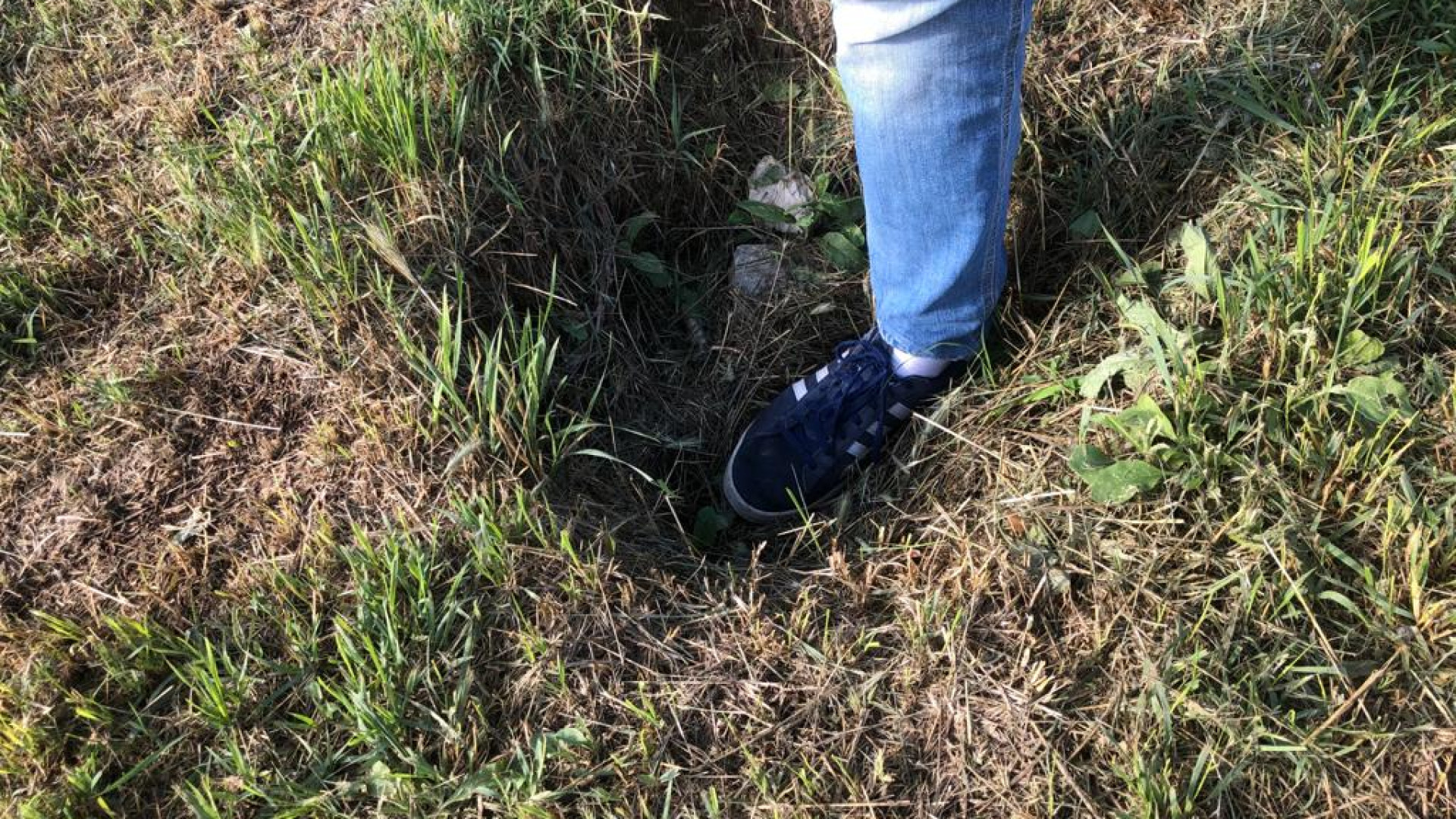 Buche nell'area ex Unicem, l'assessore: "Nuove piante dopo l'estate"