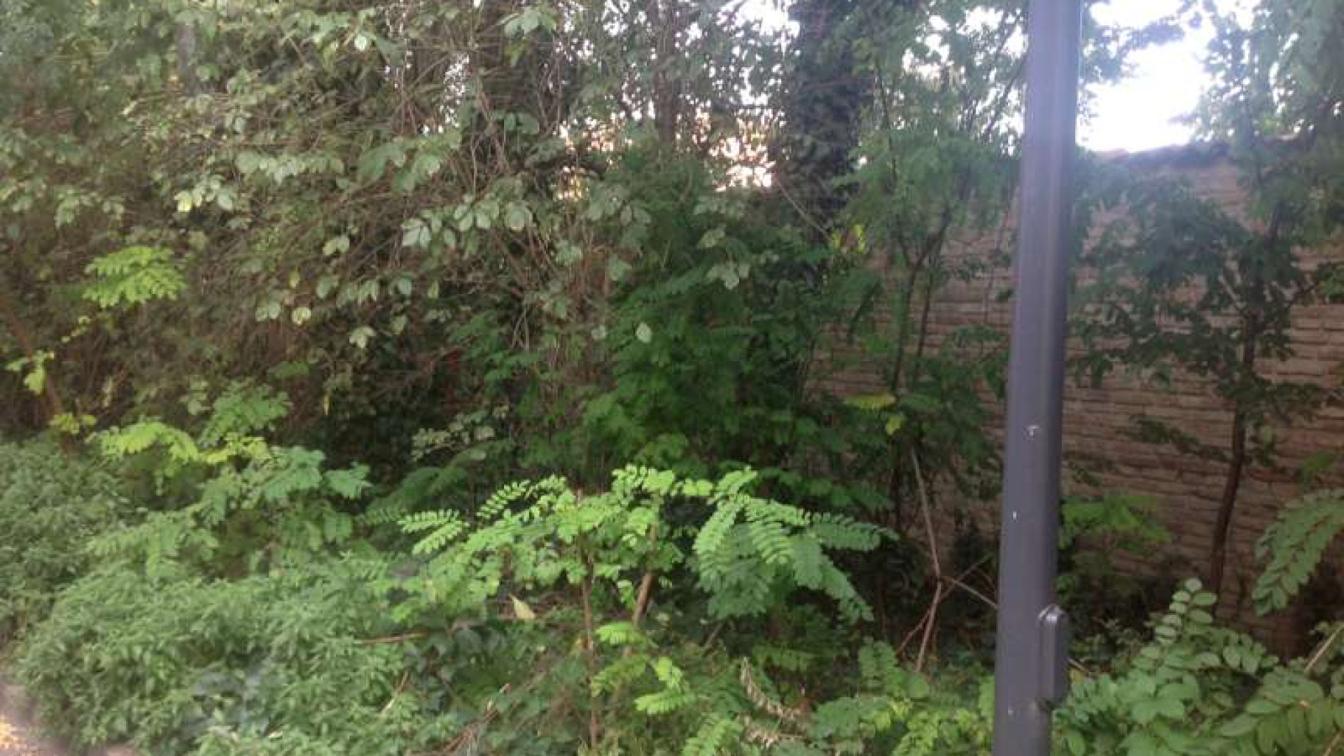 Alberi abbattuti in via Rosa Gattorno. Residenti infuriati