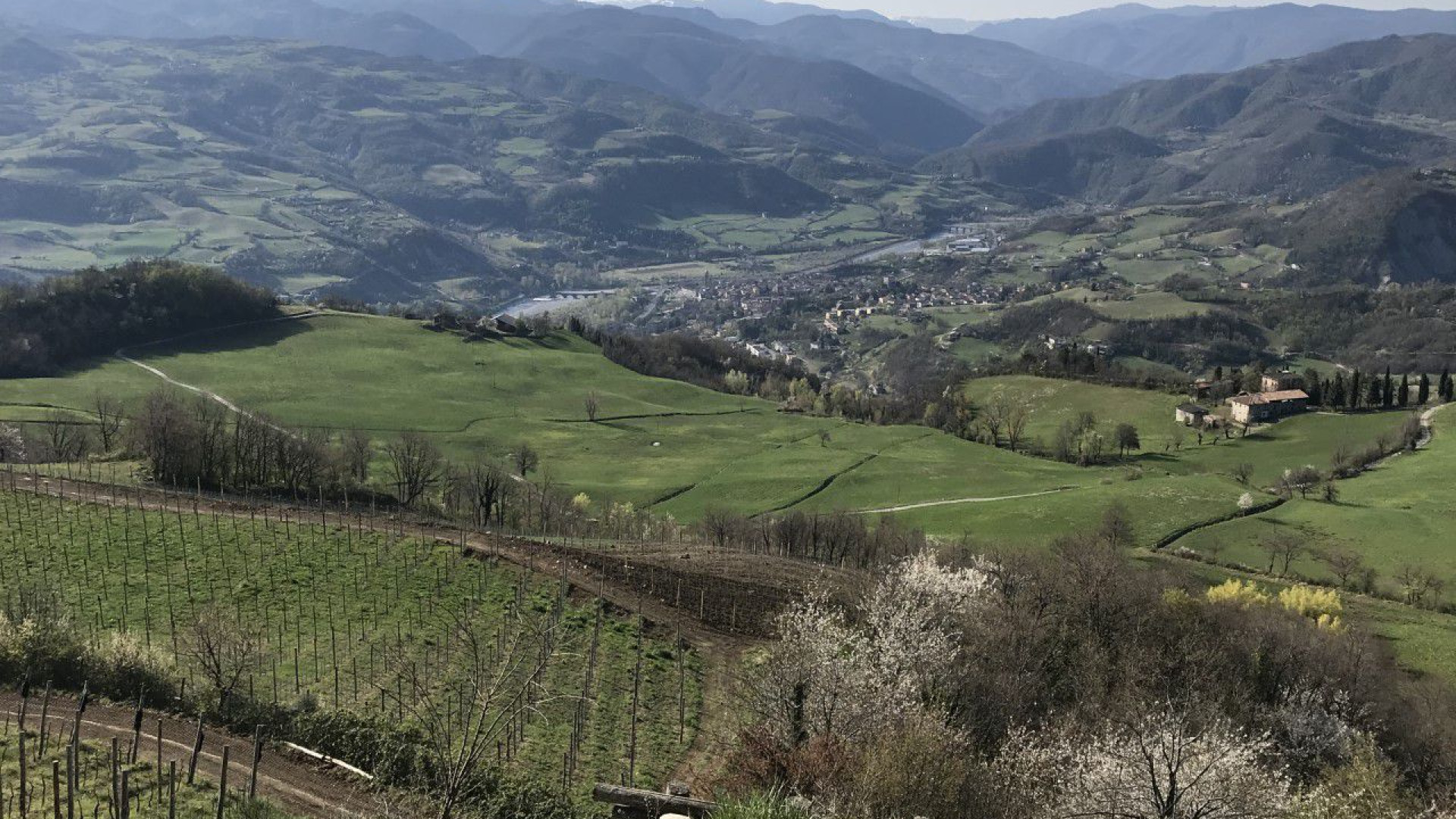 Gelate notturne, Coldiretti: "Danni a erba medica, viti e piantine di pomodoro"