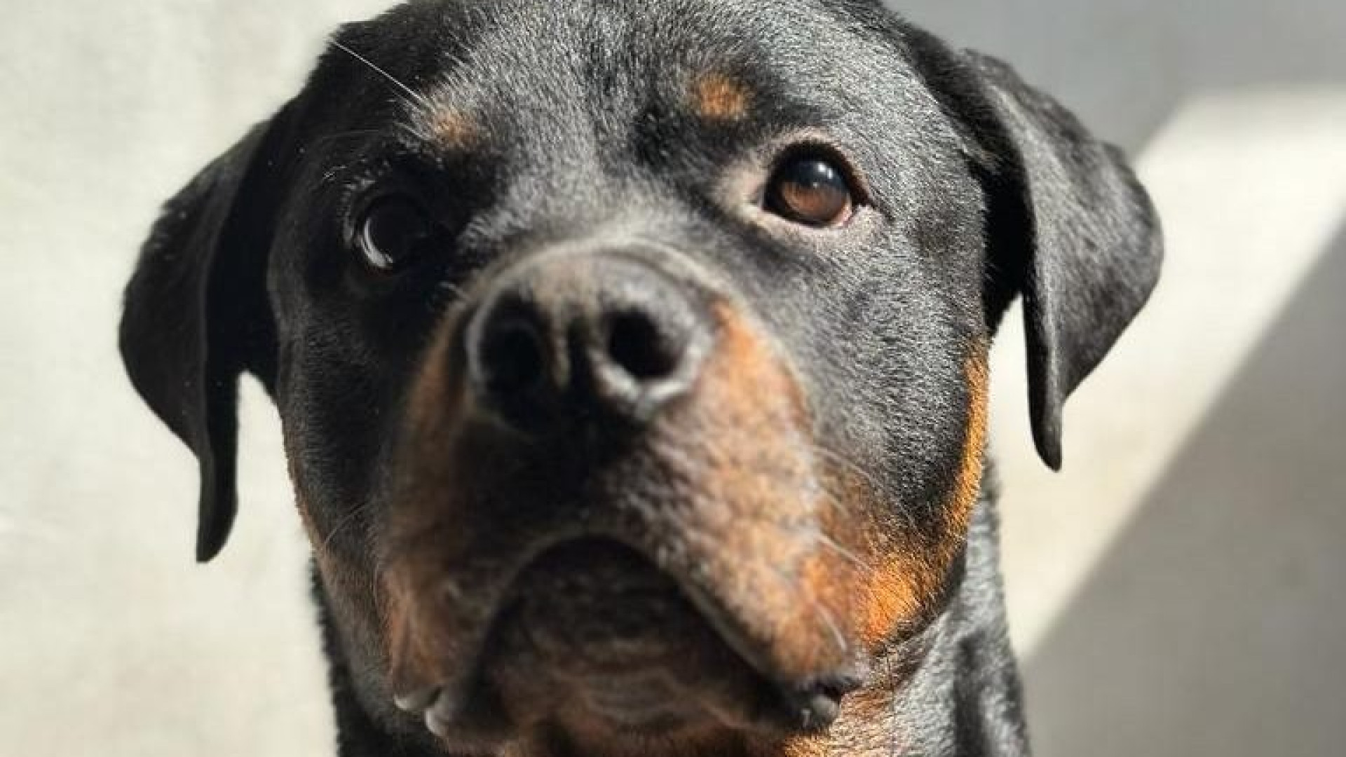 La Leal lo libera dopo un anno e mezze in catene,| ora il cane Max cerca casa