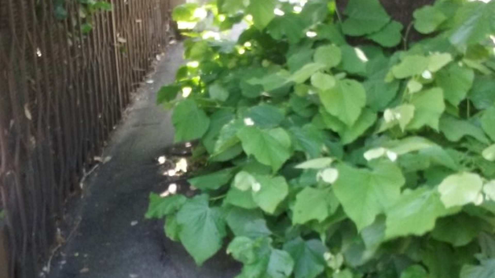 E' primavera, crescono gli arbusti degli alberi: "Marciapiede impraticabile"
