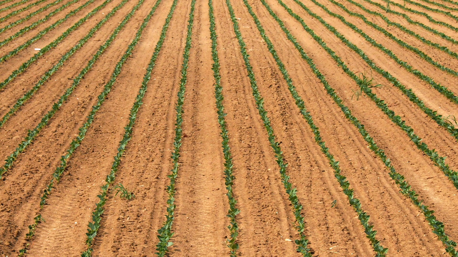 Siccità, semaforo per capire dove si può prelevare acqua. E' polemica