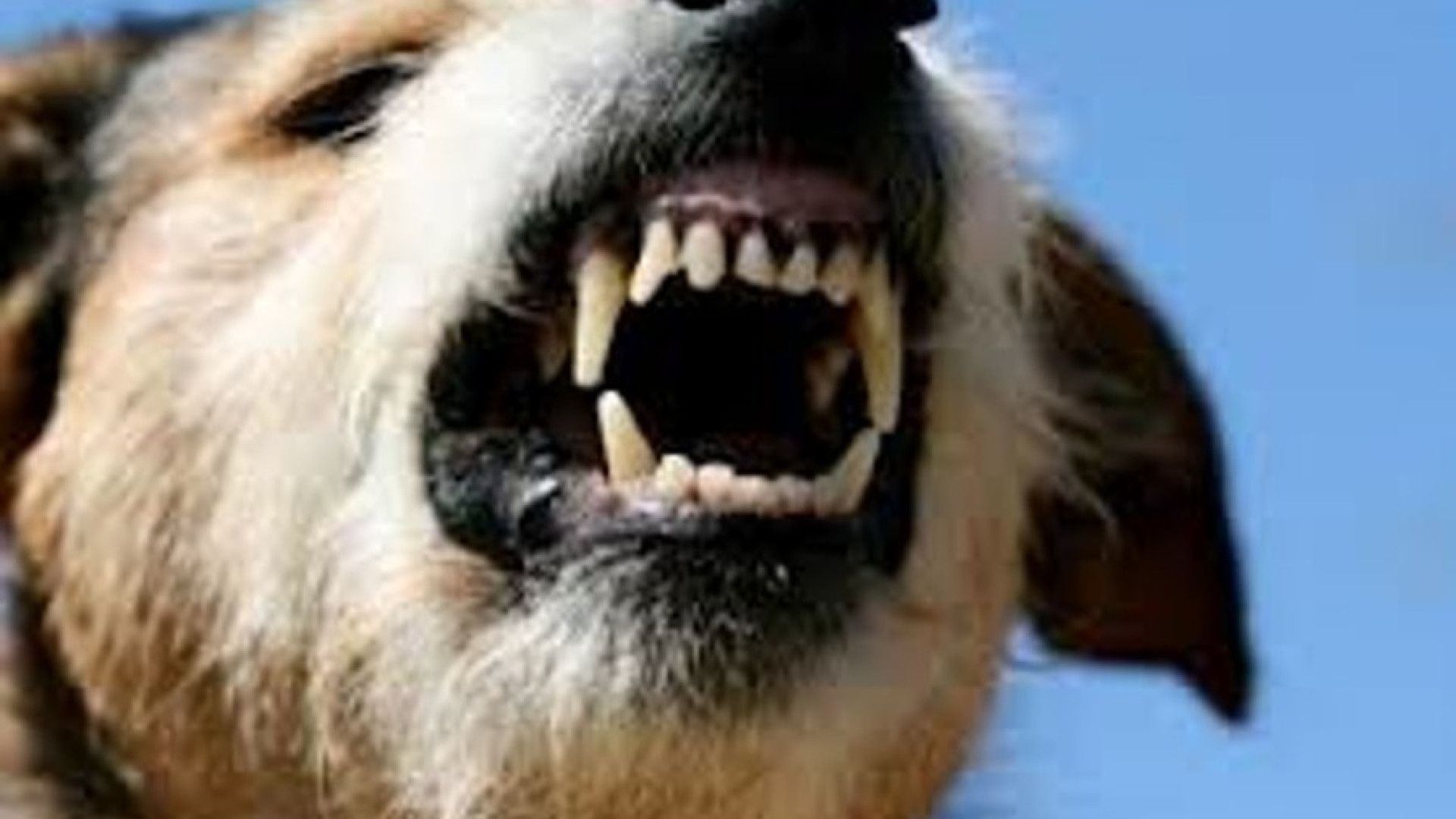 Valnure: bambina di un anno morsa al volto dal suo cane
