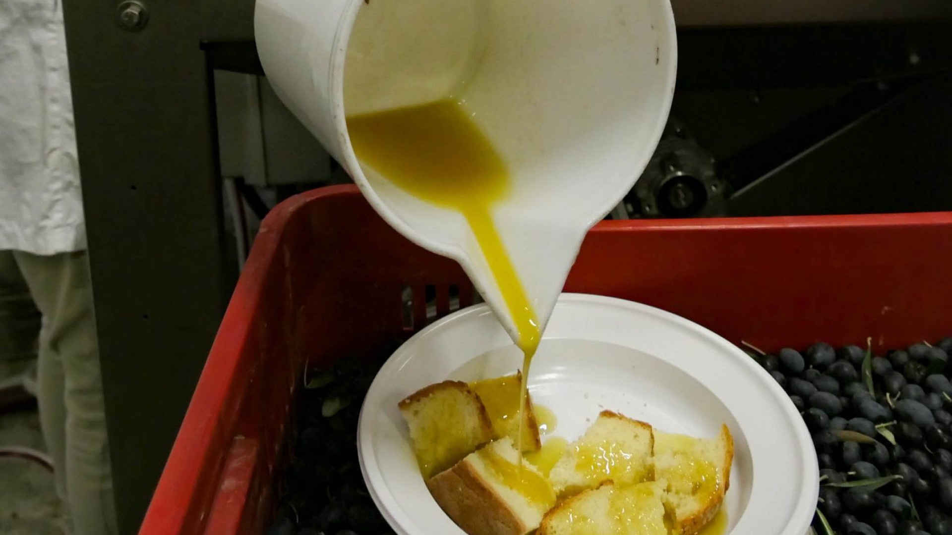 Castel San Giovanni, al frantoio del Marcora spremuti 200 quintali di olive