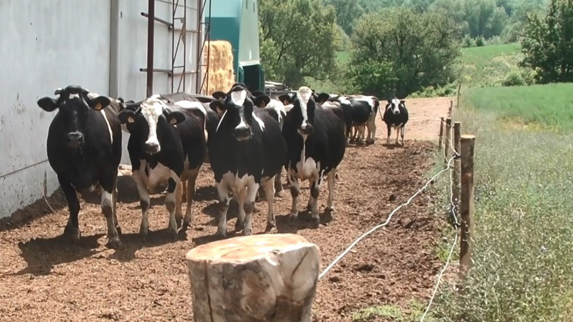 Latte, scatta l’obbligo dell'origine in etichetta. Coldiretti: "Passo avanti"