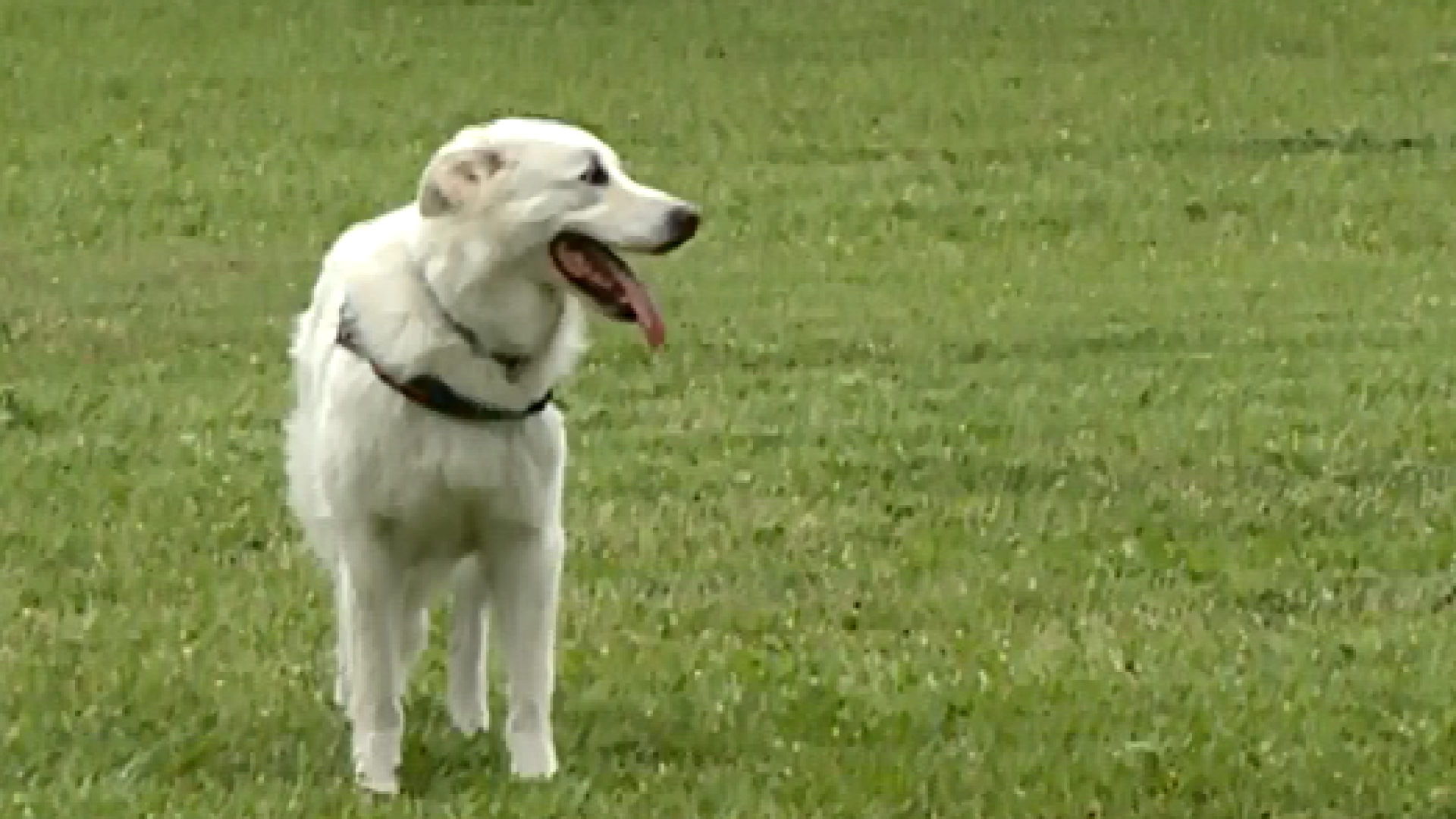 Abbandoni estivi di cani: "A Piacenza dimezzati a inizio agosto". L'appello: "No a questo gesto vile"