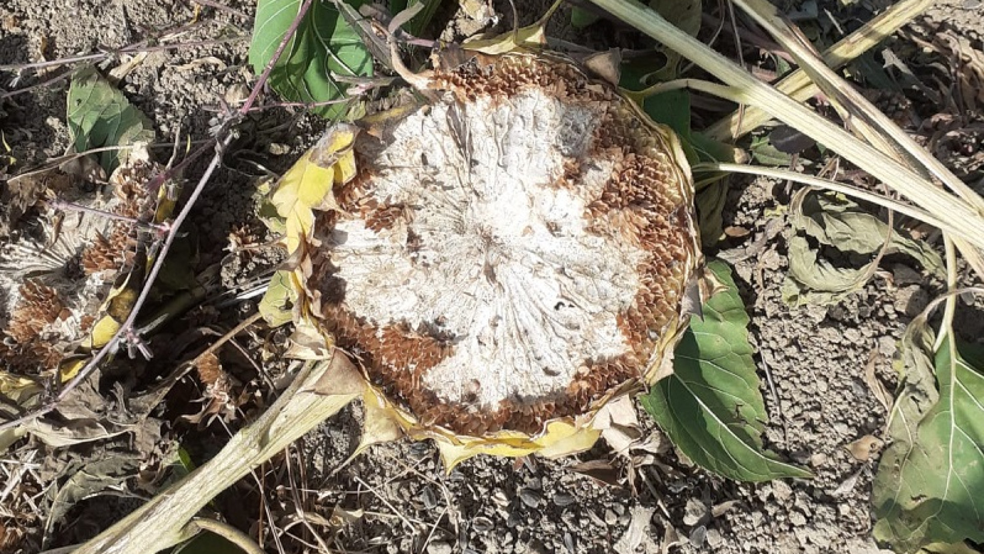 Dopo il maltempo anche la fauna selvatica: cinghiali e caprioli divorano i girasoli