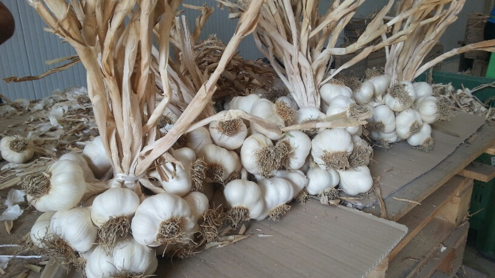 Aglio piacentino: raccolti 4.500 quintali. Presto in vetrina ad Expo 2015