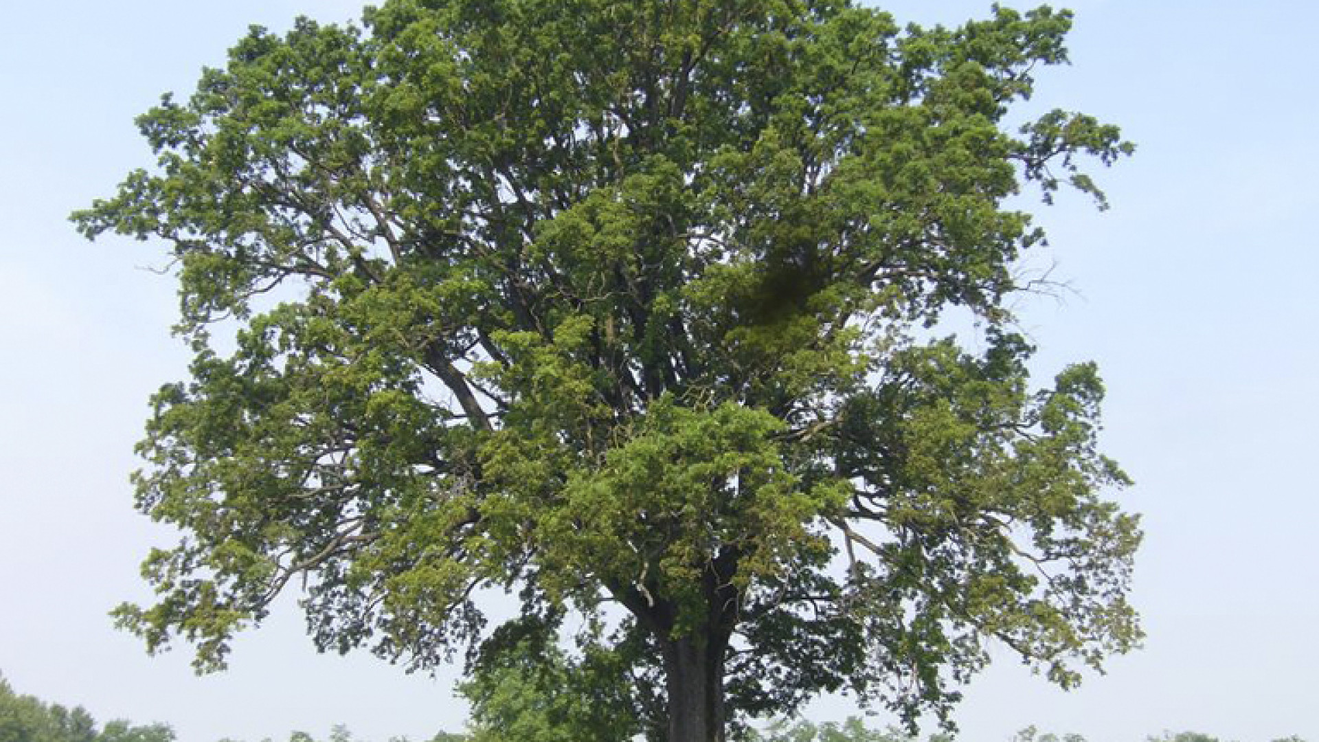Alberi monumentali, bando regionale per la tutela. Oltre quaranta sono nel Piacentino