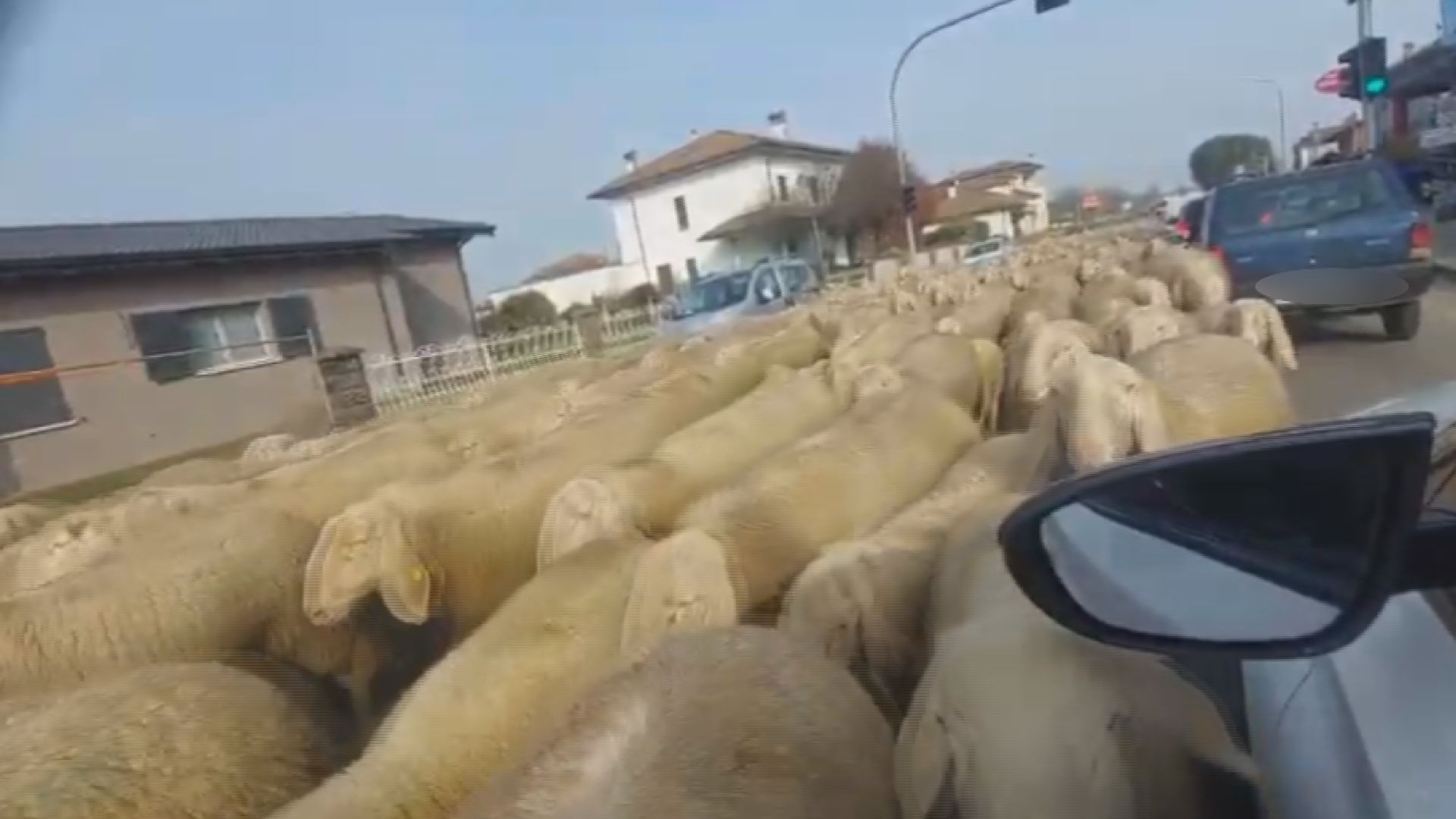 Le pecore "invadono" la Provinciale, traffico in tilt a Podenzano