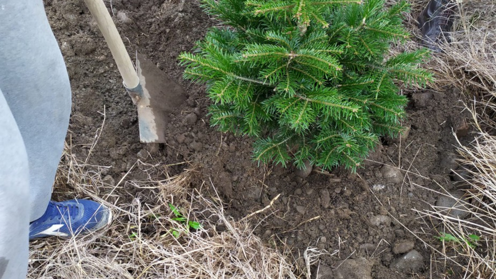 Gossolengo, salvati dalla distruzione e ripiantati 25 alberi di Natale