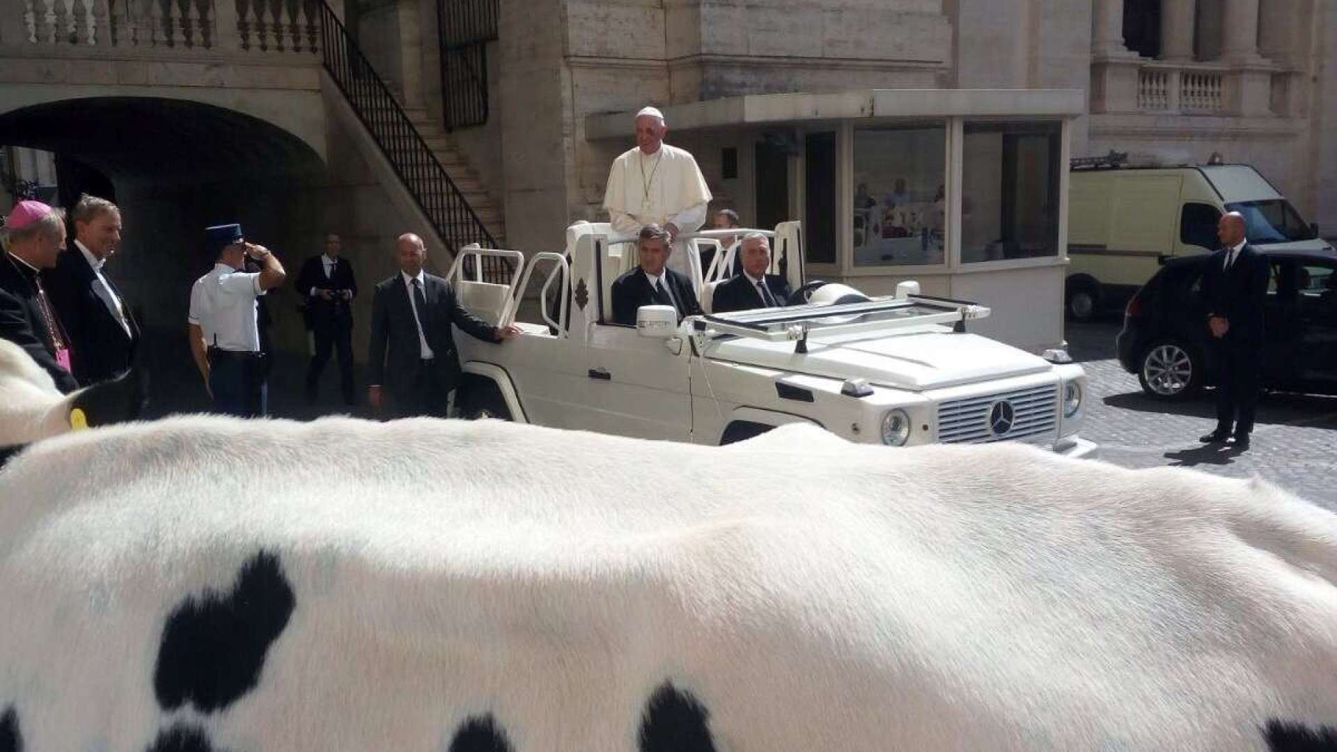 La vitella Lou donata al Papa. L'allevatore: "Una emozione unica"