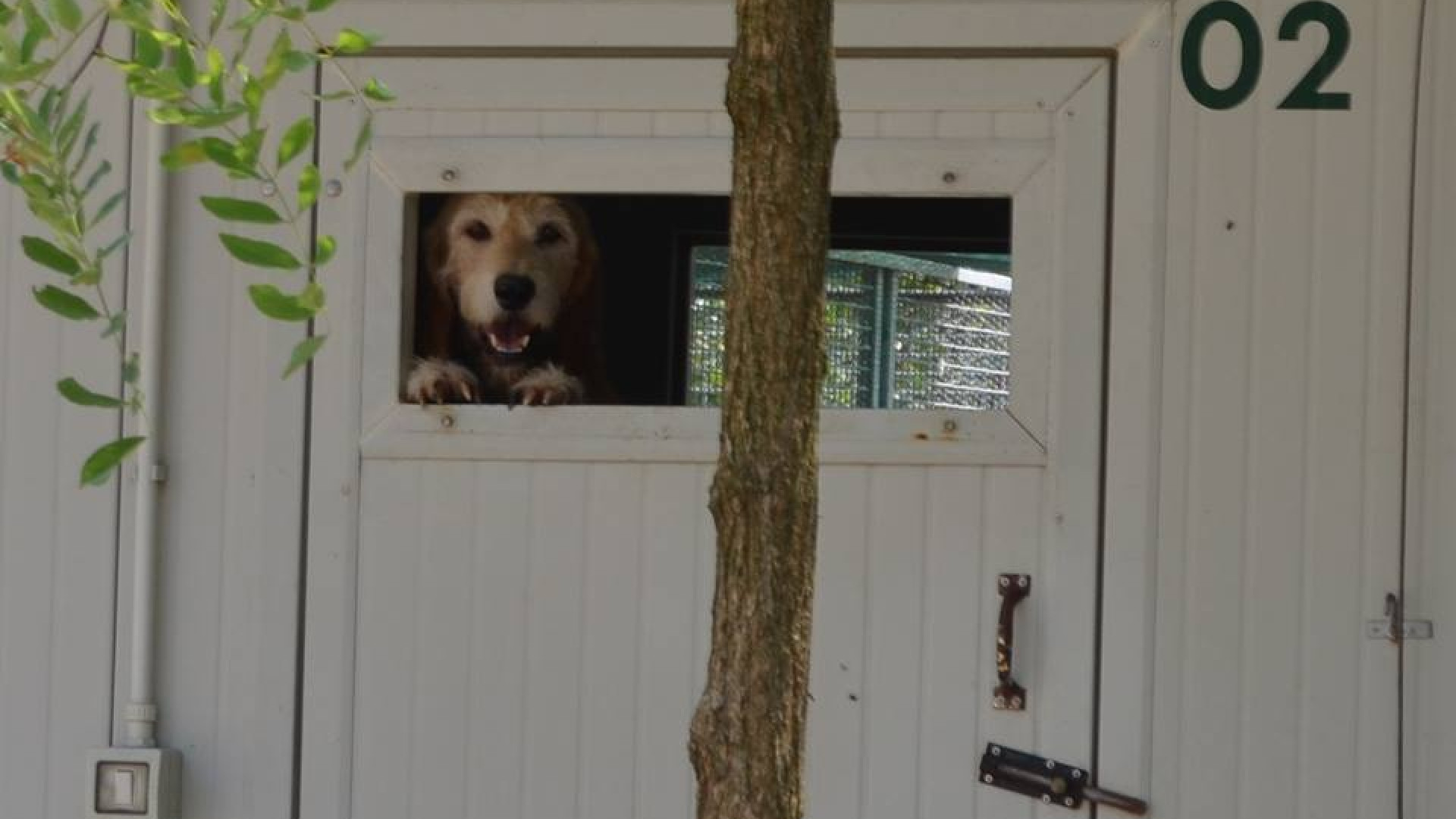 Lascia il cane in condizioni precarie in una rimessa: proprietario denunciato
