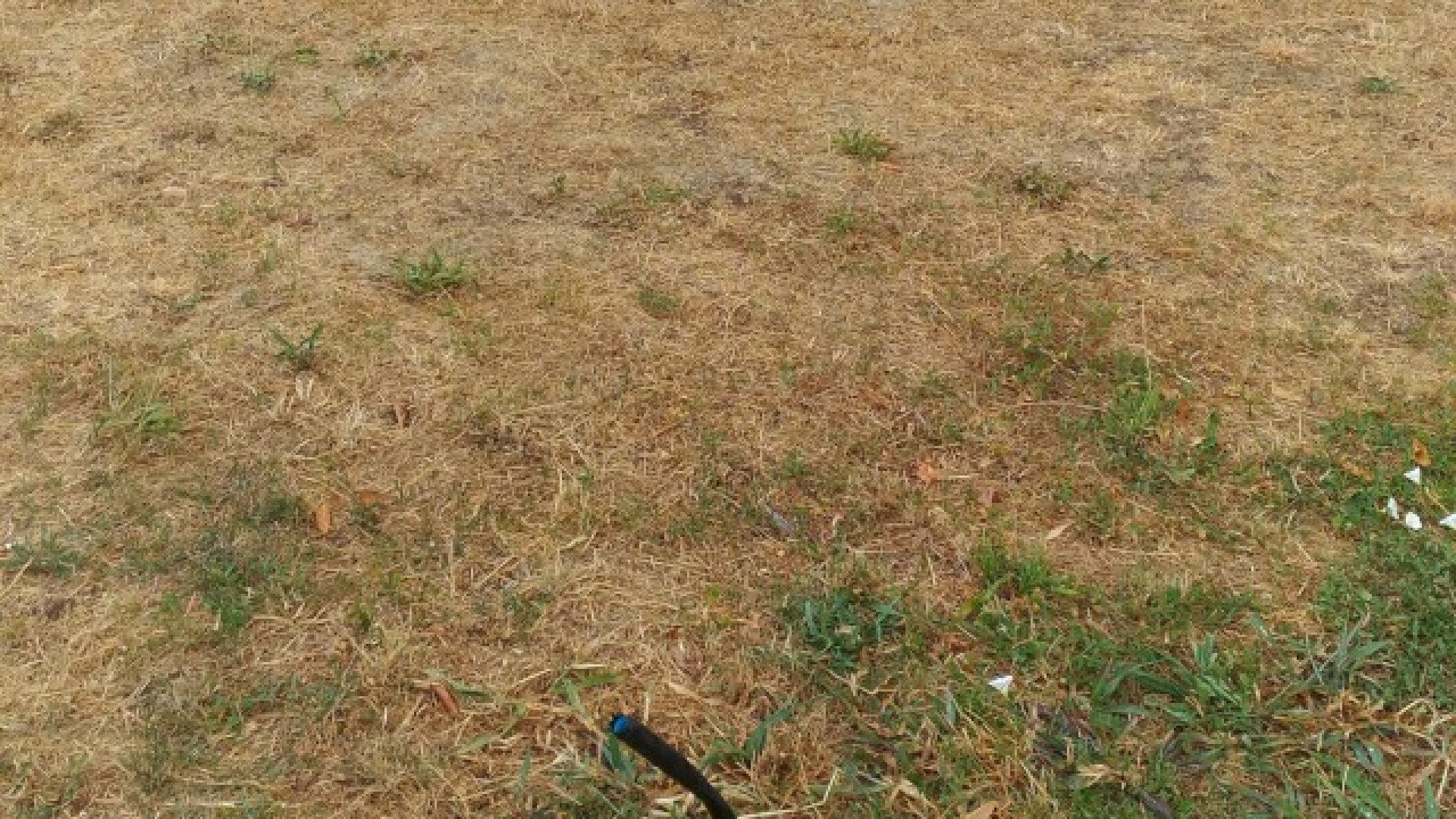 Parco della Pace, "Morti gli alberelli. Al Comune non interessa il verde"