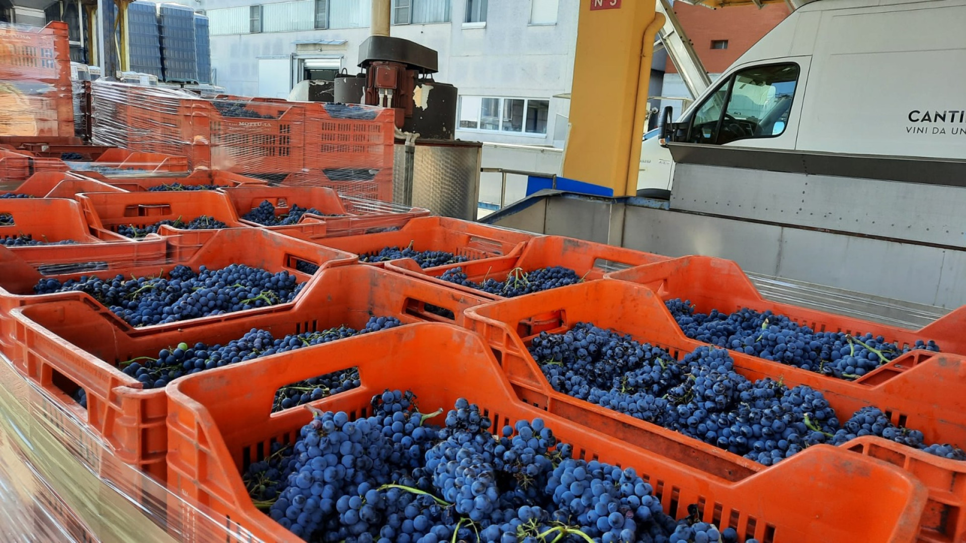 In val Tidone ecco i primi 750 quintali di uve: la vendemmia 2023 prende il via