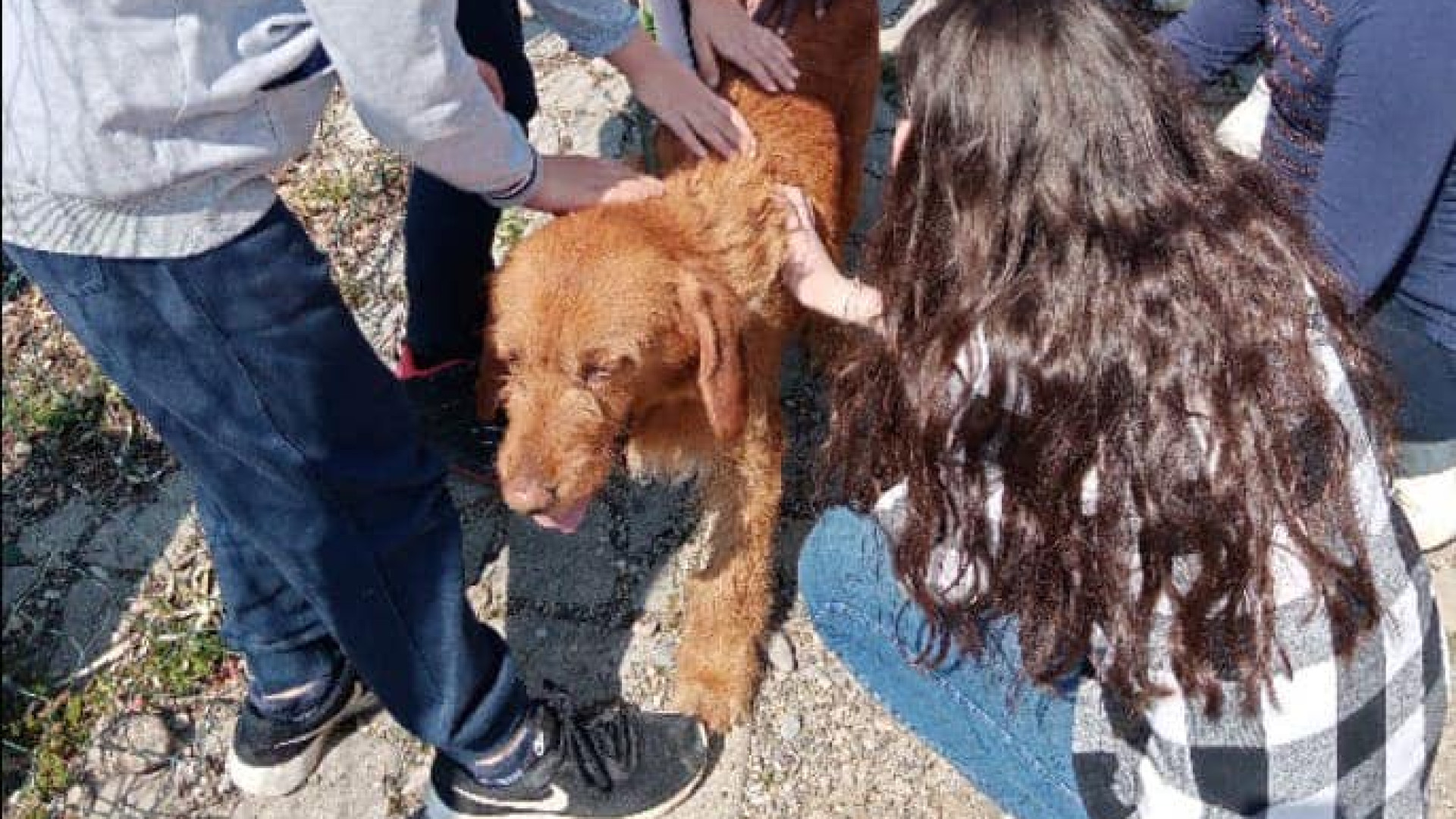 Gazzola, gli alunni adottano il cane Adolf: presto passeggiate in Val Luretta