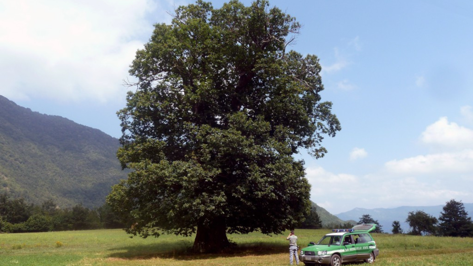 Da Ottone ai giardini Margherita, dai platani ai cedri: sono gli alberi monumentali. Il più alto è 30 metri