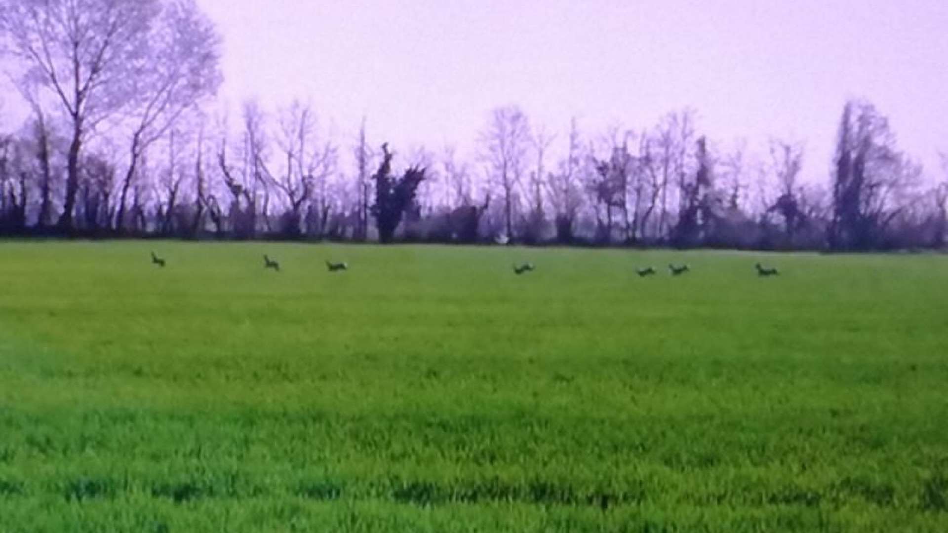 Branco di caprioli corre nei campi di Gossolengo. GUARDA IL VIDEO