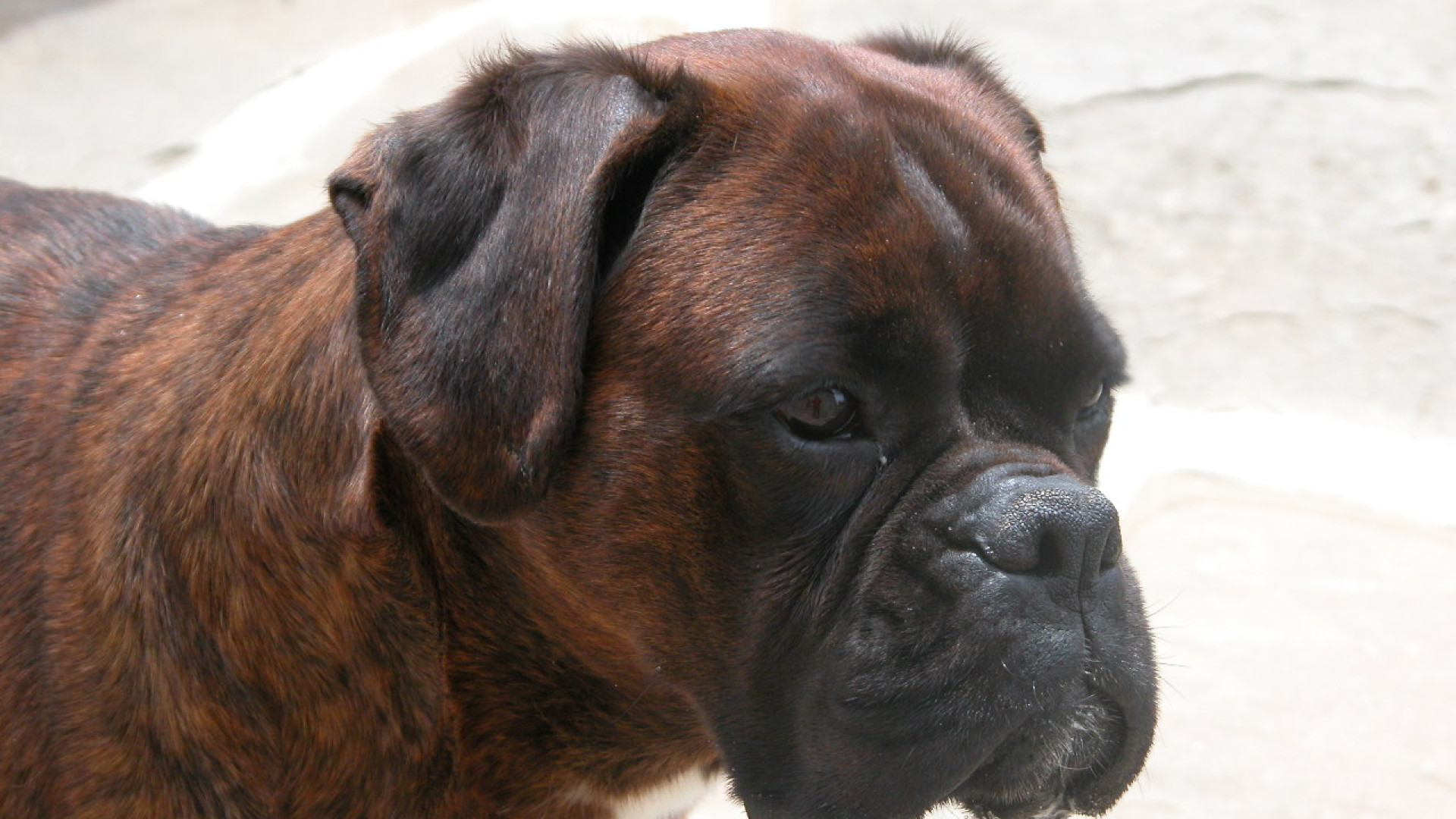 Cani senza guinzaglio: da gennaio cinque aggressioni a Piacenza