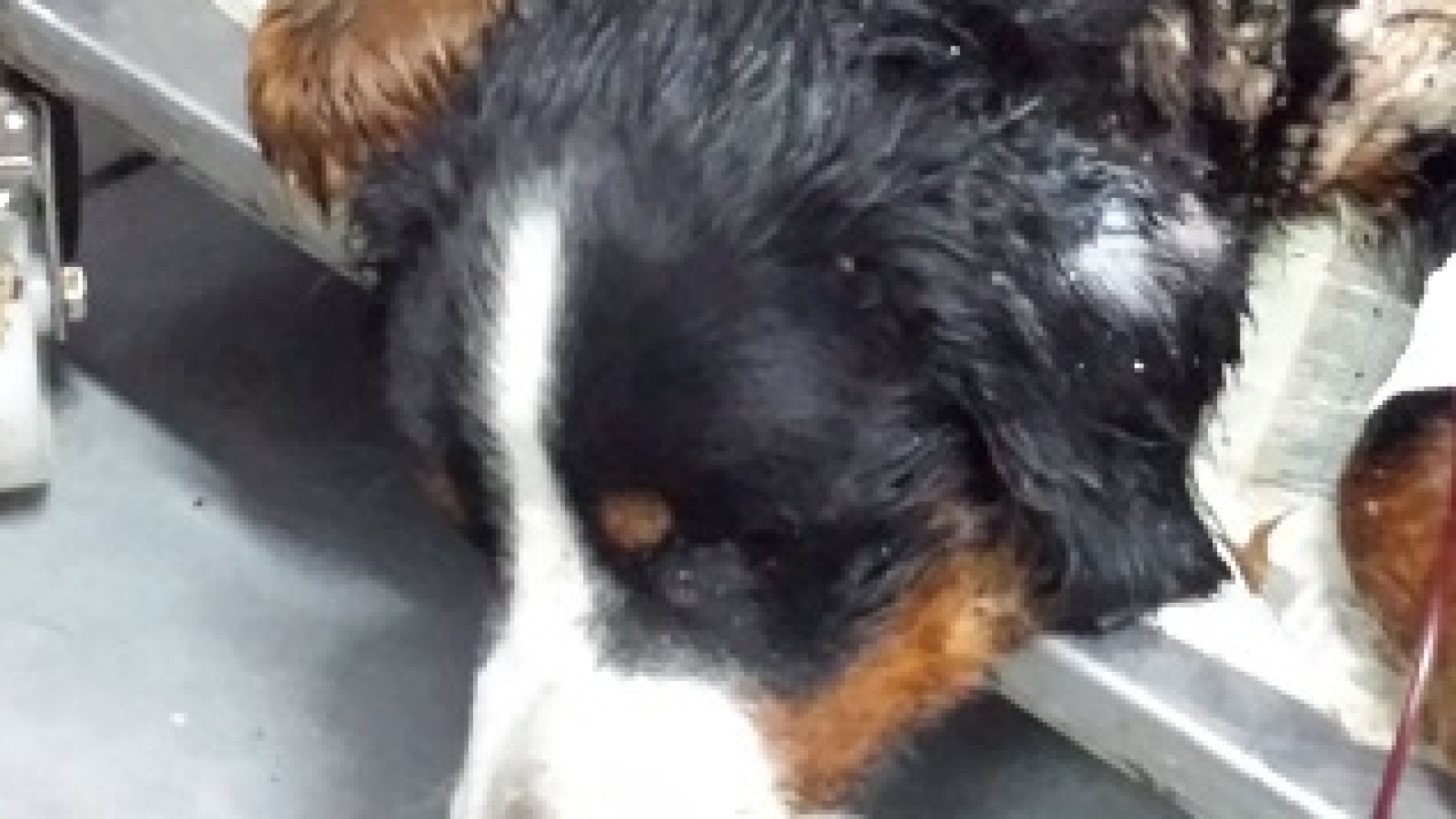 Cane morto di stenti a Castelsangiovanni: denuncia alla Procura