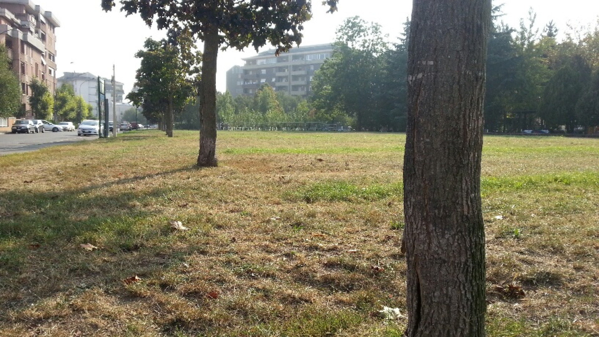 Via Arata, sale nelle piante dei giardini. Il Comune sporge denuncia