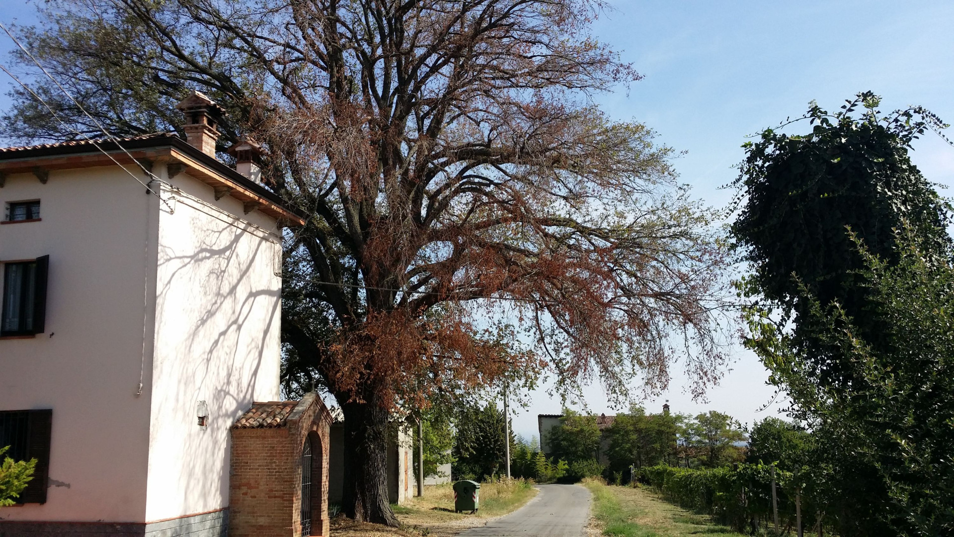 "L'olmo secolare sta morendo, la Regione deve intervenire al più presto"