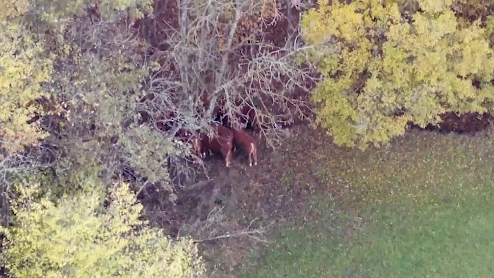 La mandria si perde nel bosco, individuata e recuperata grazie al drone