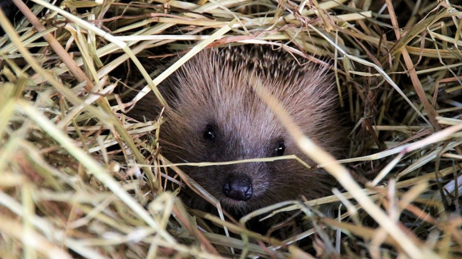 Animali in difficoltà, il caso del "Wildlife rescue center" sul Corriere