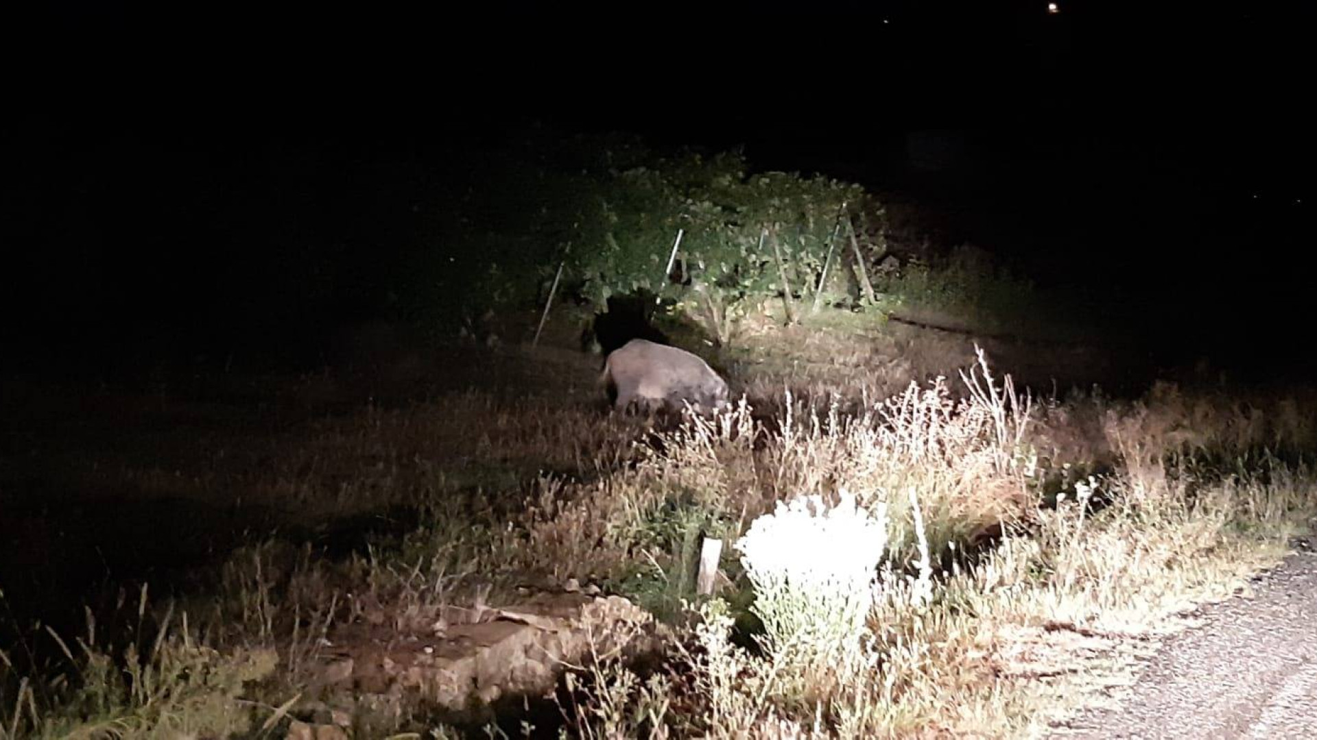 Capriolo e cinghiale in strada: incidenti a San Protaso e Pievetta