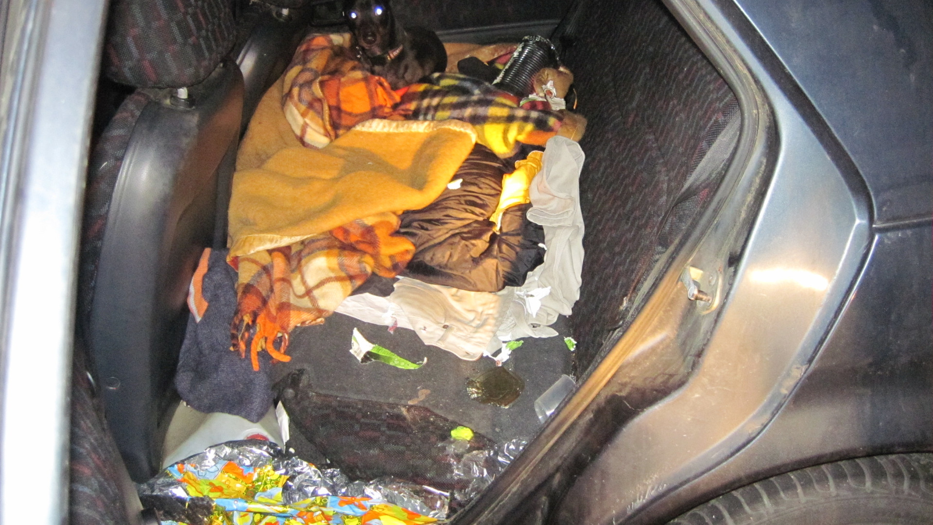 Cagnolino abbandonato in auto al gelo. Proprietario denunciato