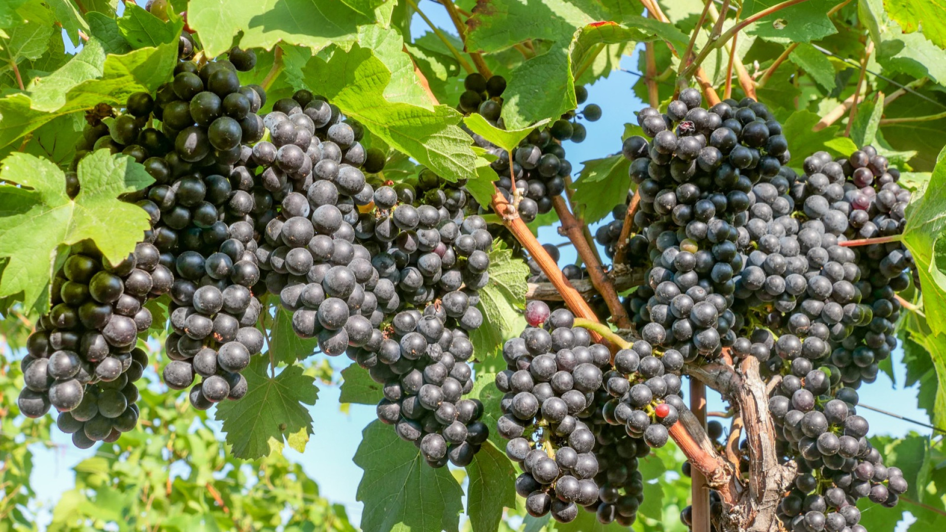 Borgonovo torna a celebrare il vino novello. Grande festa per il Picchio Rosso