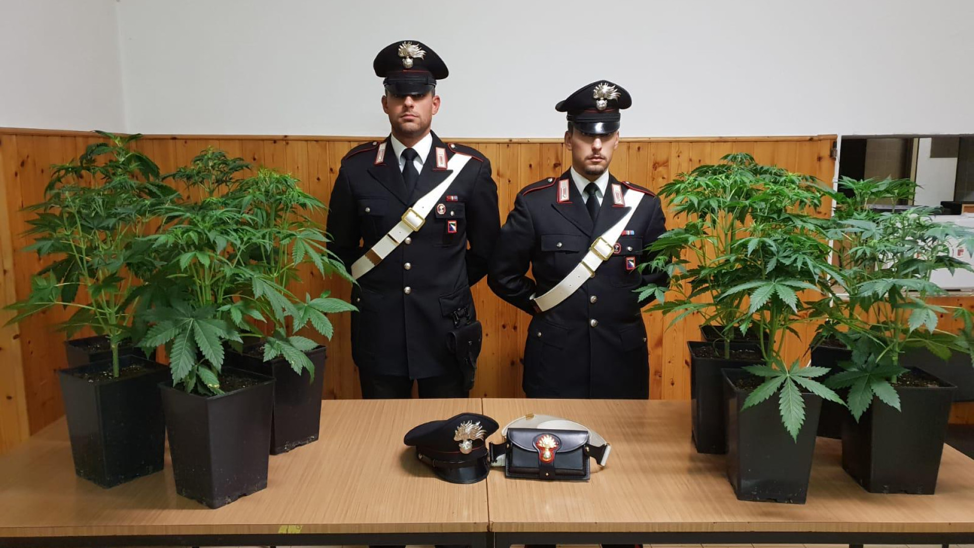 Nel soppalco di casa i carabinieri trovano una piantagione di marijuana: operaio arrestato