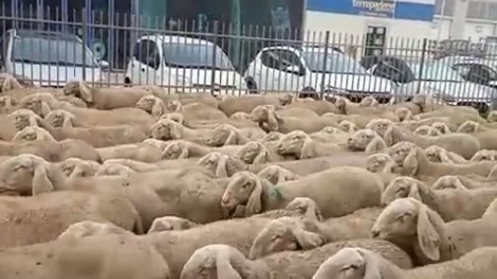 Transumanza in città, un gregge di pecore tra le industrie della Caorsana
