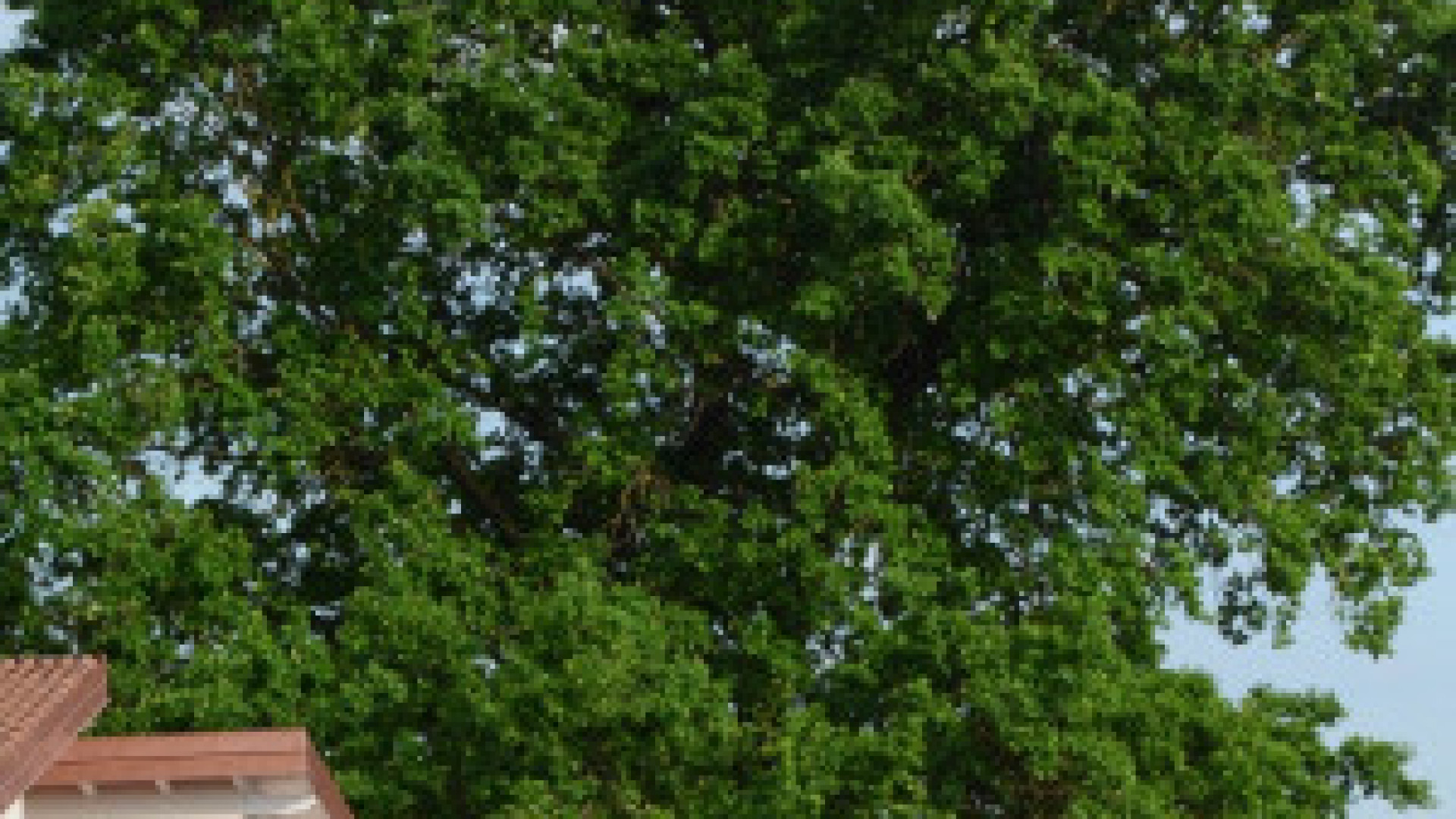 In regione 77 nuovi alberi monumentali. Due nel Piacentino: "Tuteliamoli"