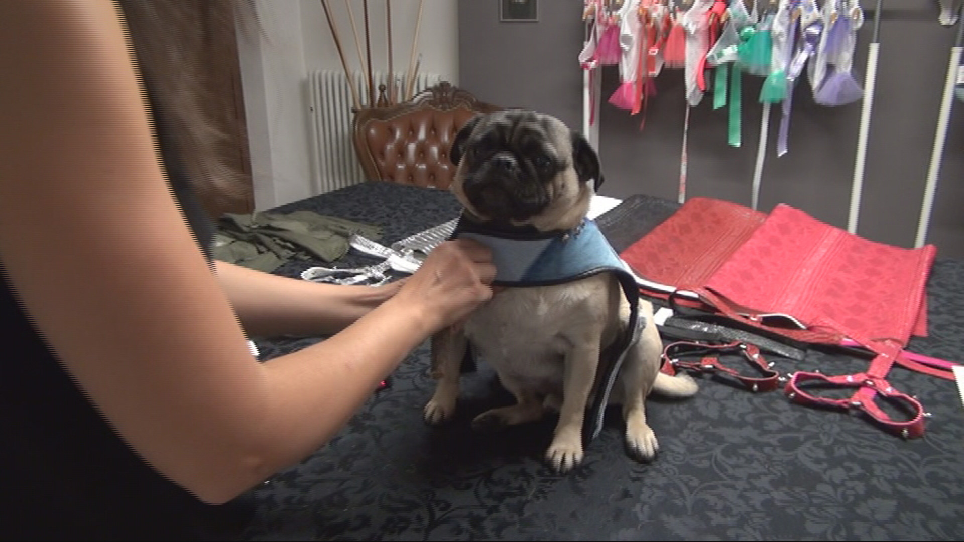 La dog stylist piacentina Simona Trecordi: "Presto una gastronomia per animali"