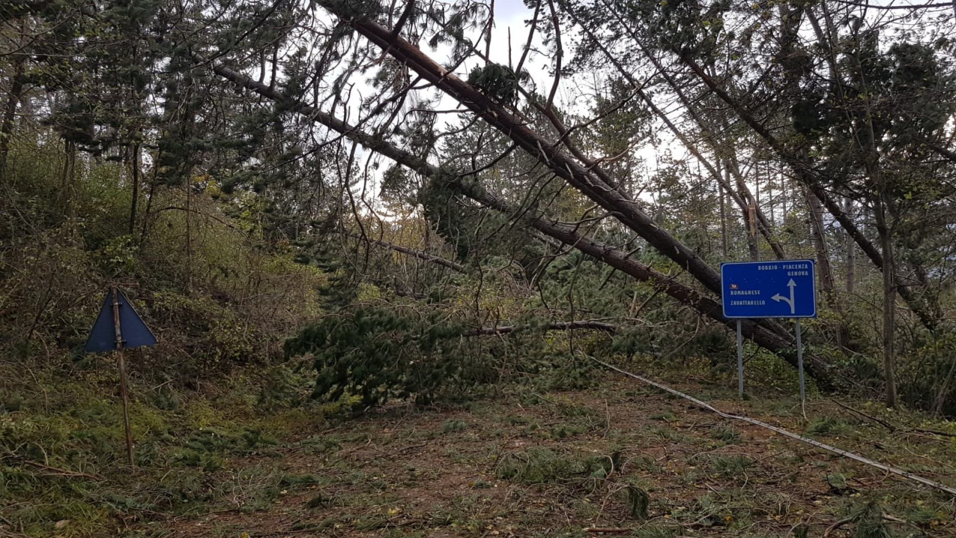 Carreggiate invase da alberi e rami, la Provincia chiude quattro strade