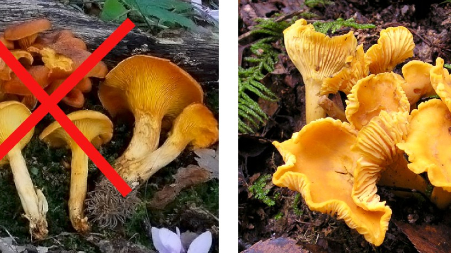 Parte la stagione dei funghi, i consigli del micologo