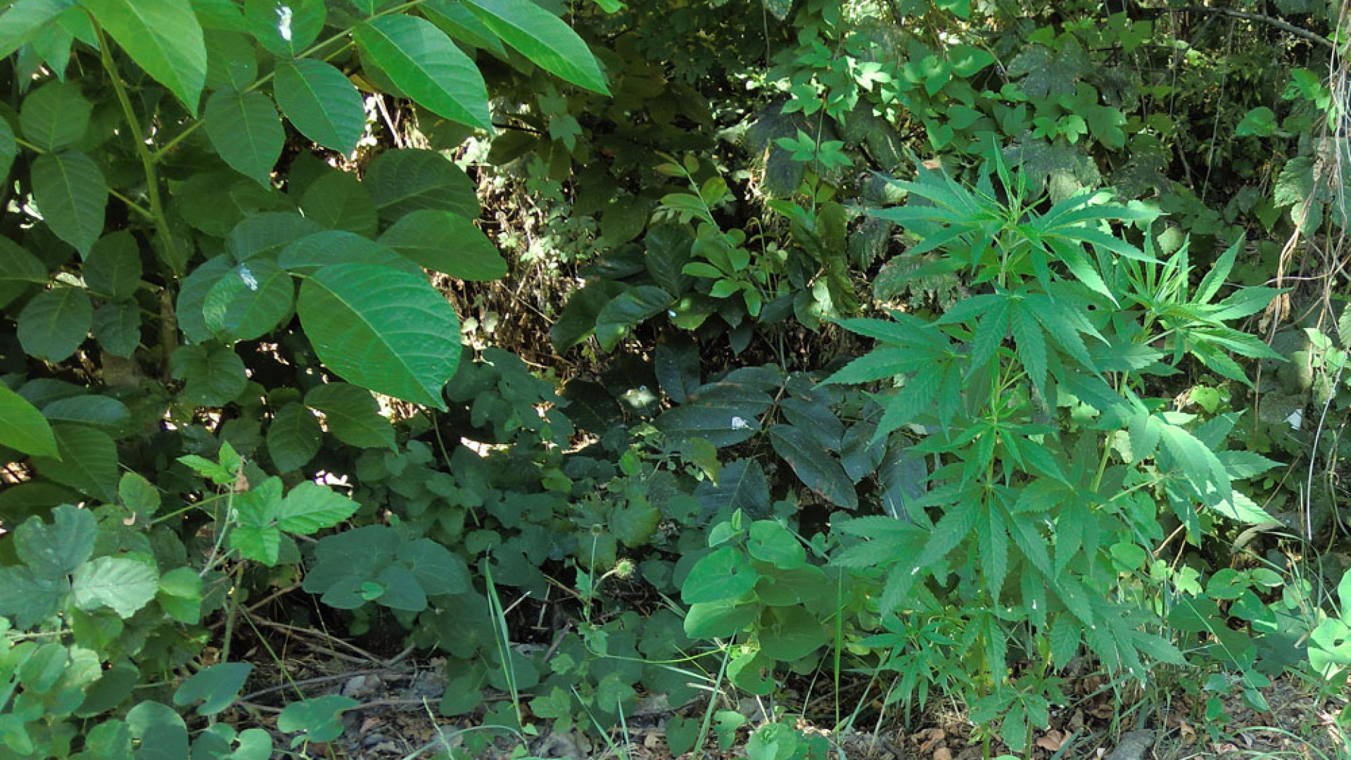 Borghetto, sequestrate 14 piante di marijuana coltivate in una cascina
