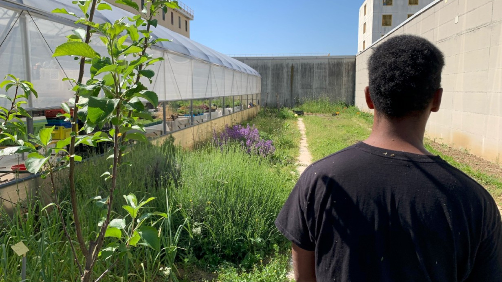 Novate, i detenuti coltivano la speranza: l'orto del carcere apre le sue porte