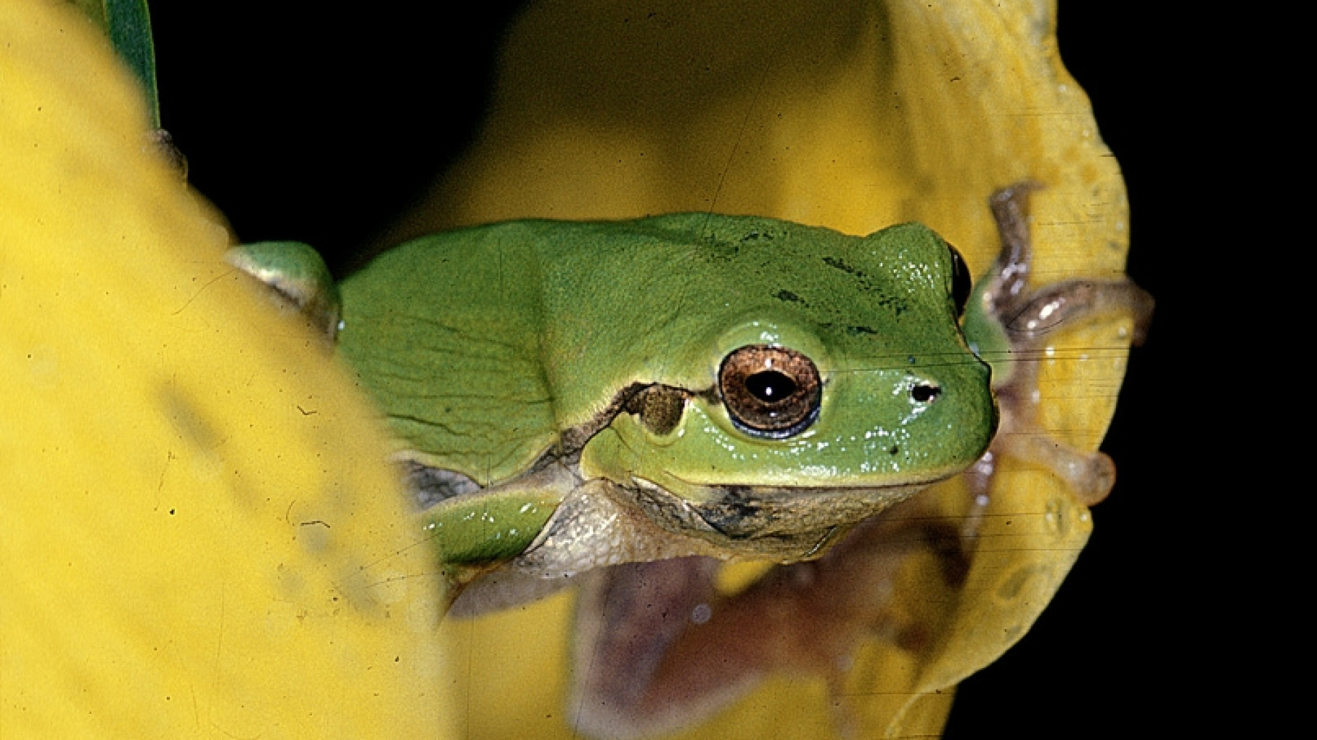Fauna e flora del piacentino nel nuovo calendario Lipu