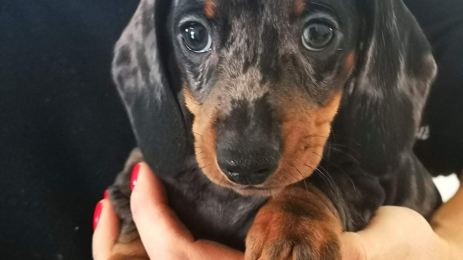 In 10 anni raddoppiati i cani nelle case dei piacentini, è boom