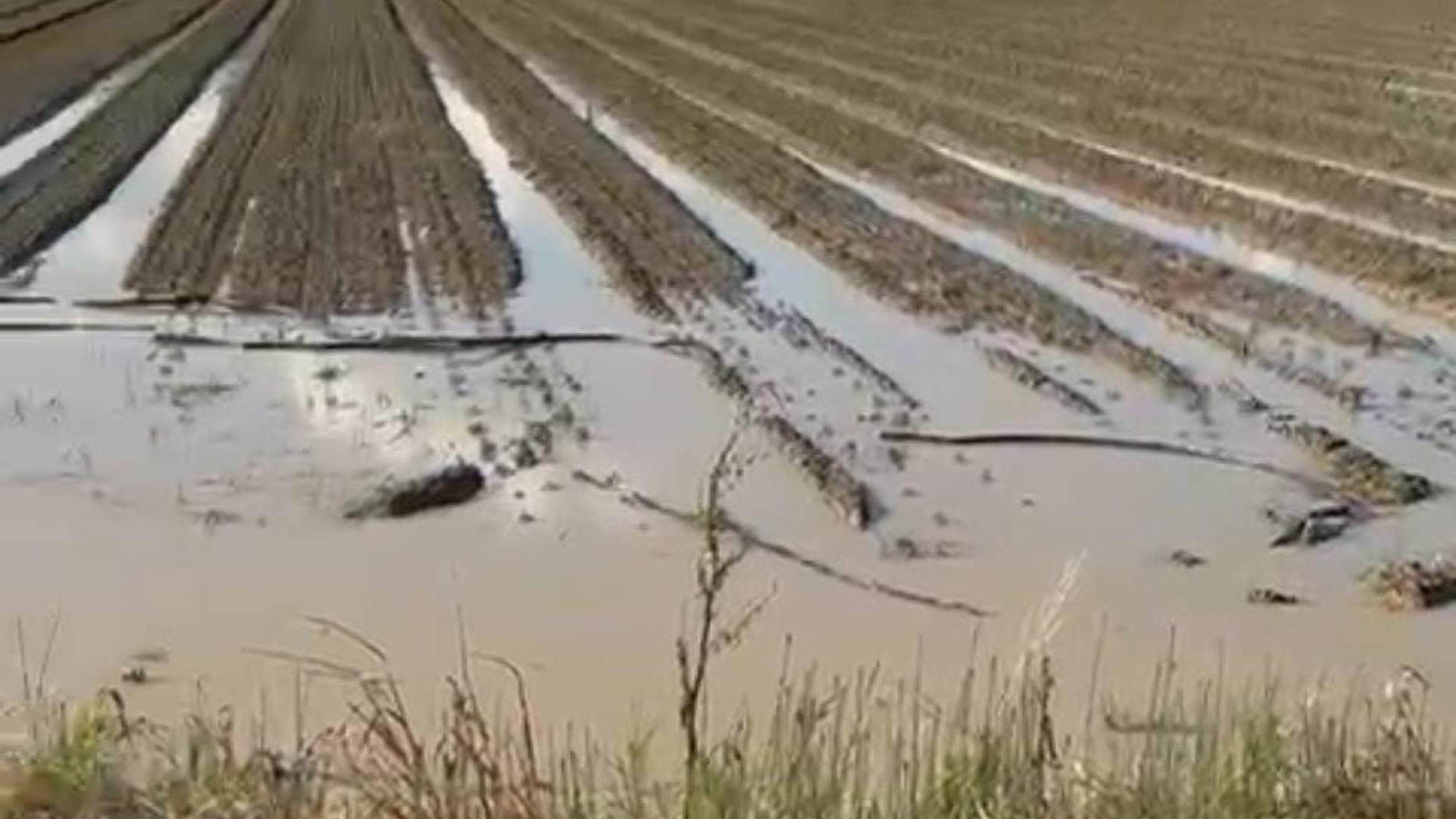 Maltempo, Coldiretti Piacenza: "Situazione molto grave nei campi"