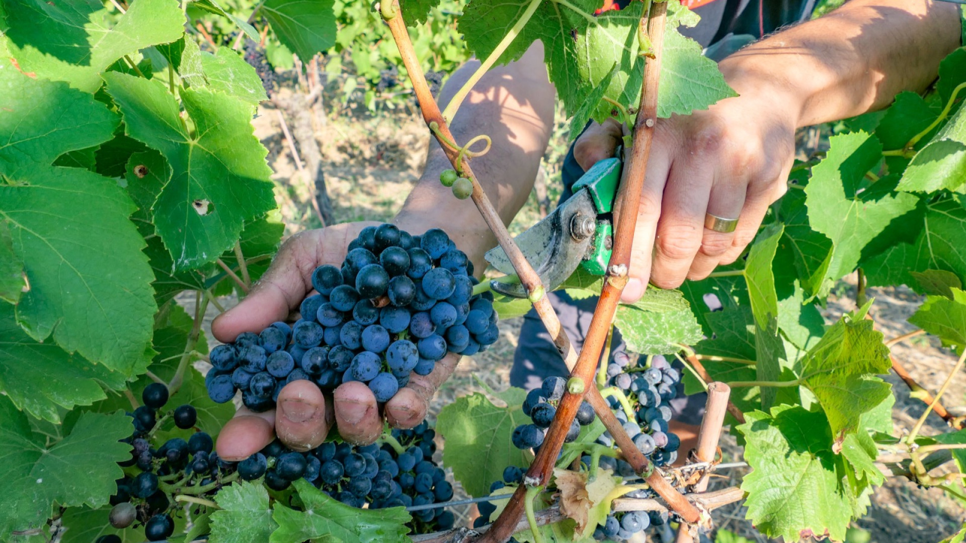 In Val Tidone è già ora di vendemmia: "Uva super sana, in arrivo vini di alta qualità"