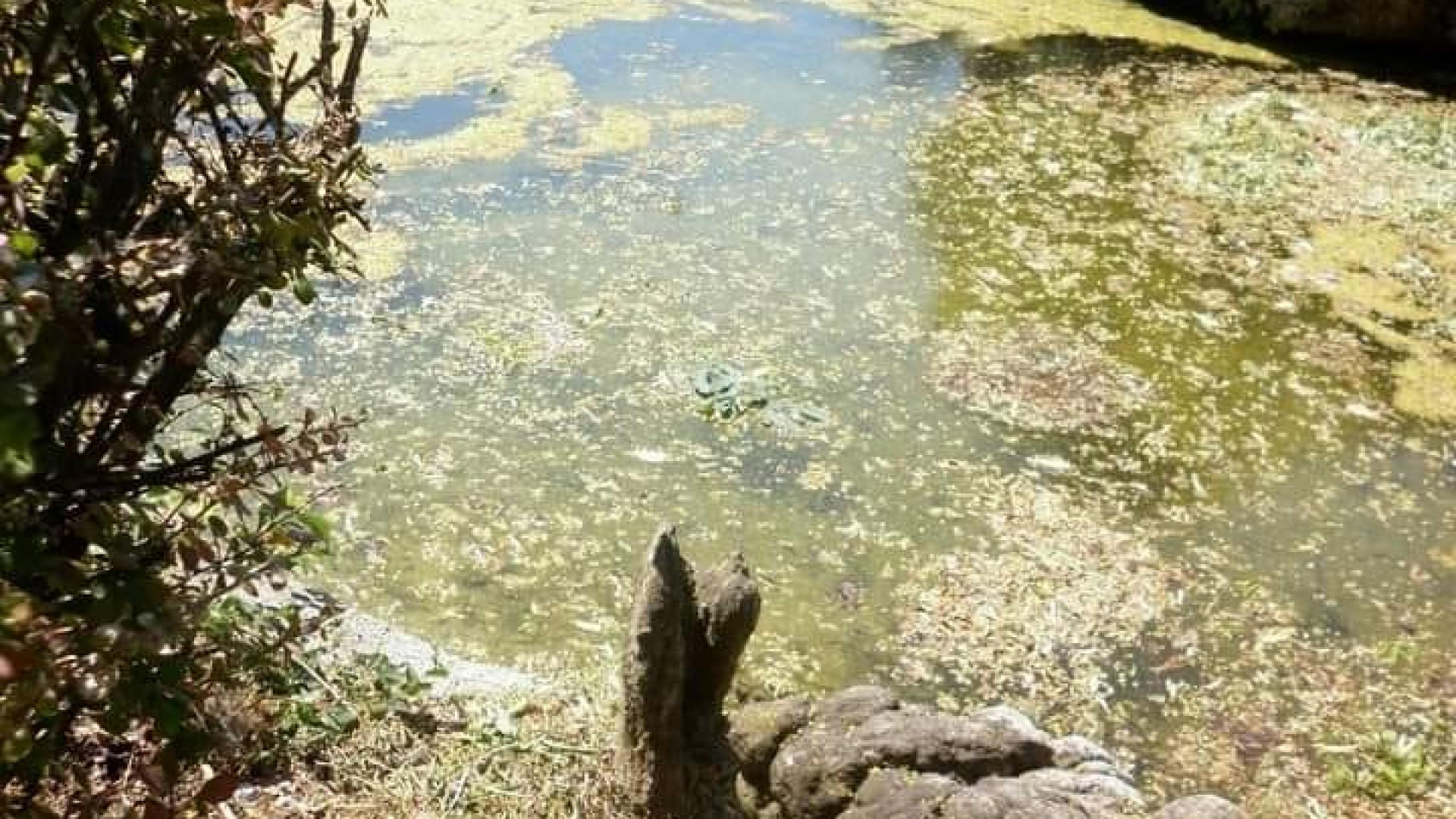 "Nei giardini Margherita la fontana è un acquitrino, pessimo benvenuto ai turisti"