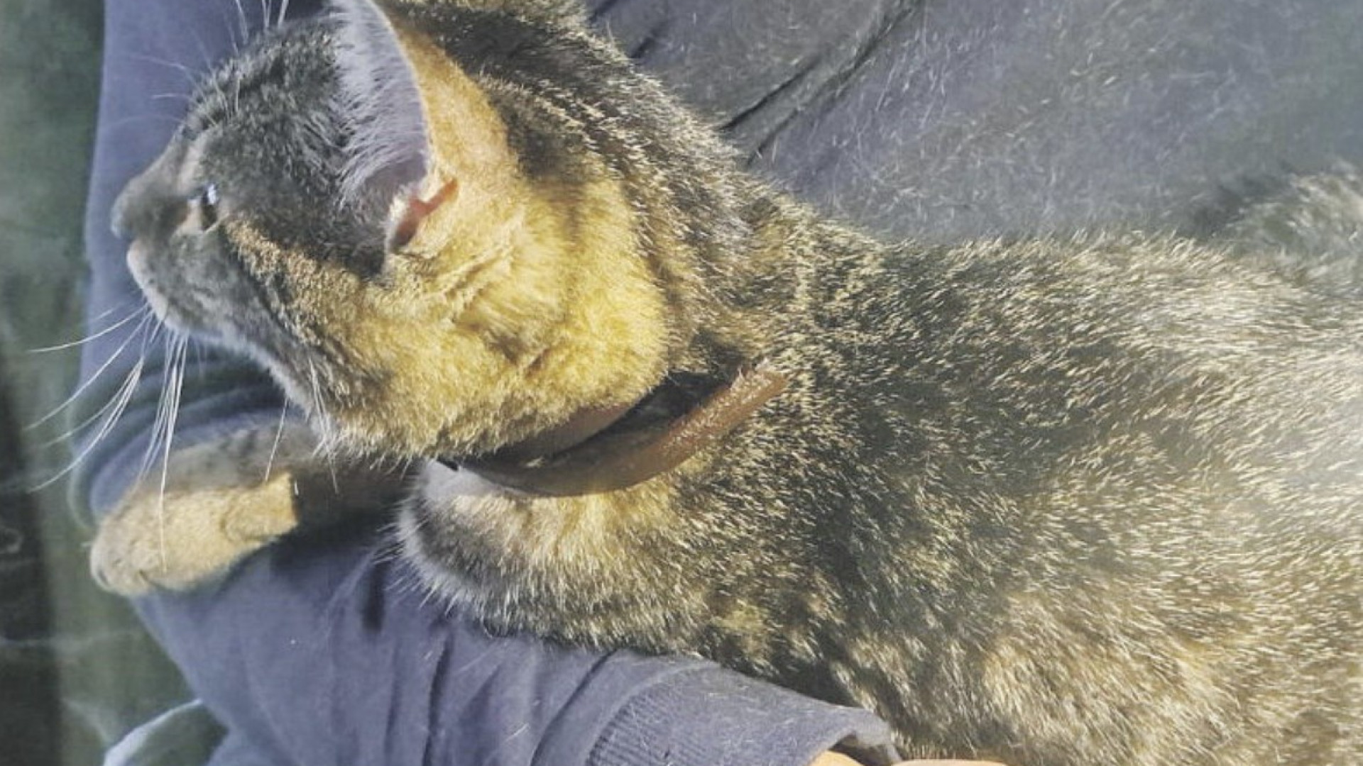 Ritrovato il gatto Mach: 200 km nel vano motore da Rivergaro a Settimo Torinese