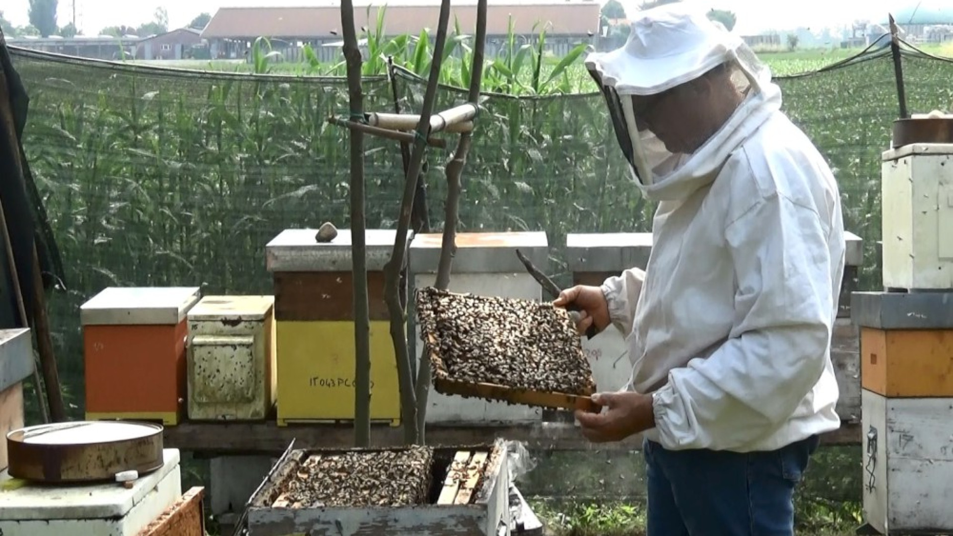 Apicoltori piacentini in aumento. Il Tgl Più entra negli alveari