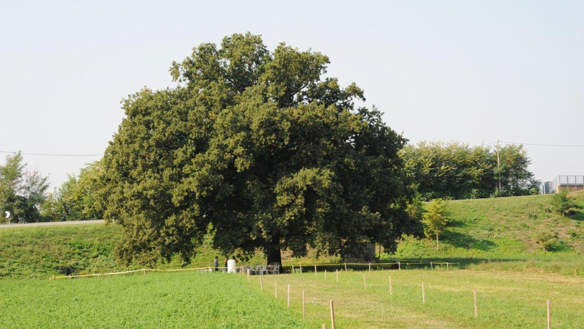 Asta benefica per la difesa di Nonna Quercia, al comitato 15mila euro